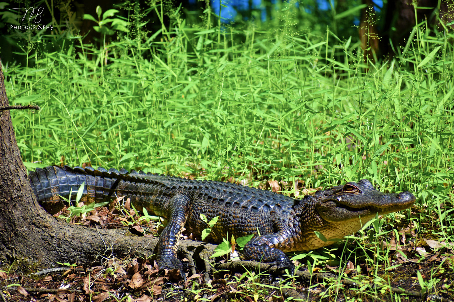 Gator Meadow
