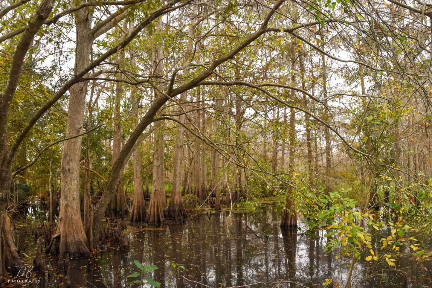 Heart of the Swamp