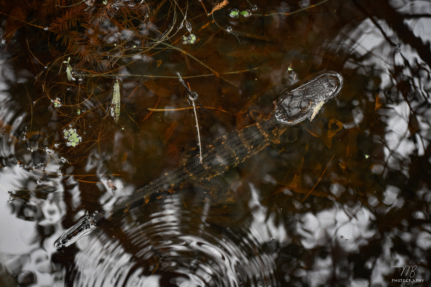 Born of the Swamp