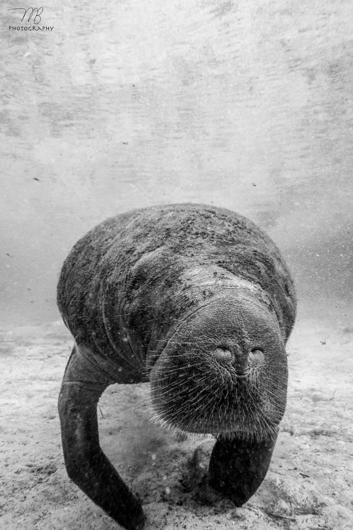 Spirit of the Springs B&W