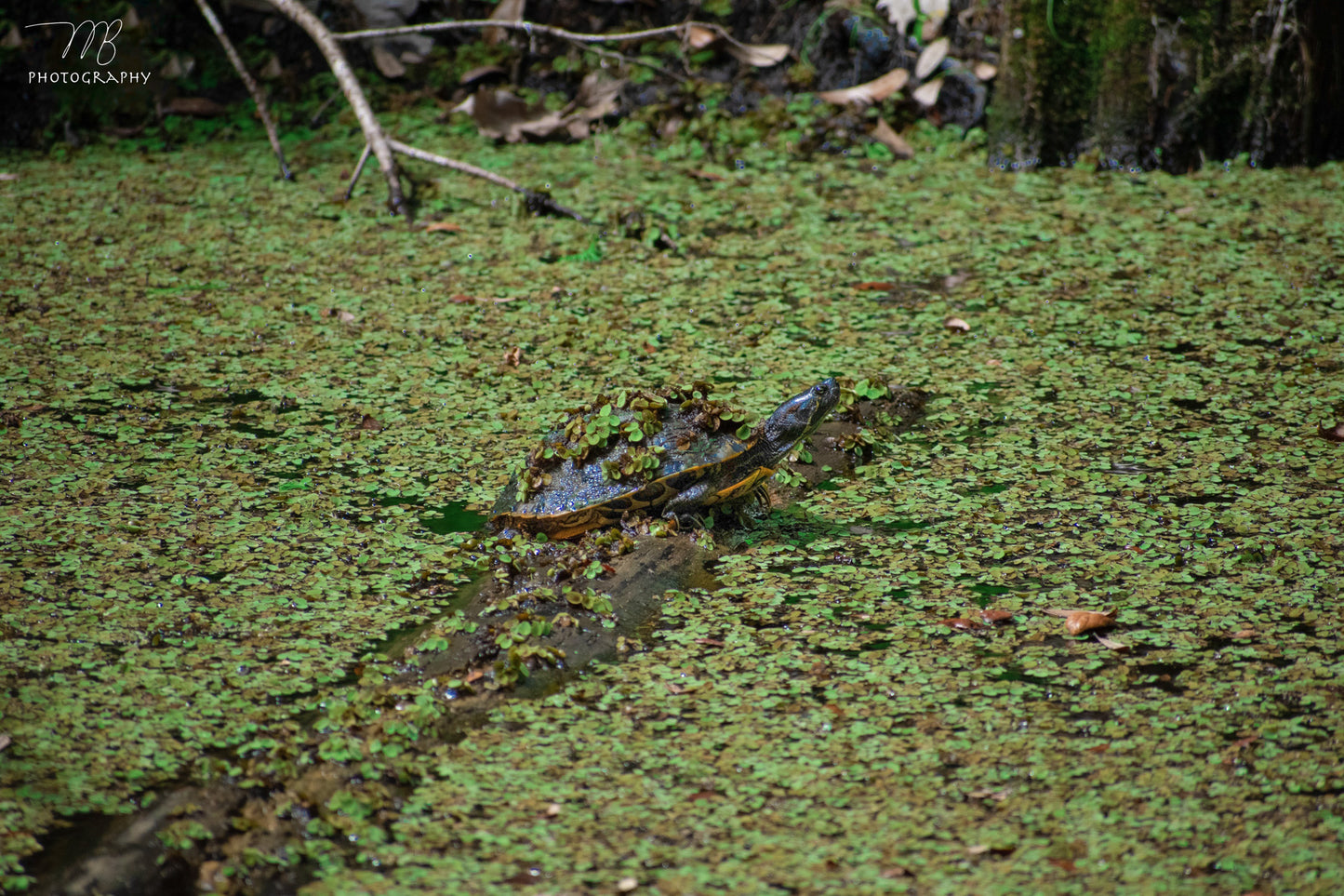 Duckweed Basking