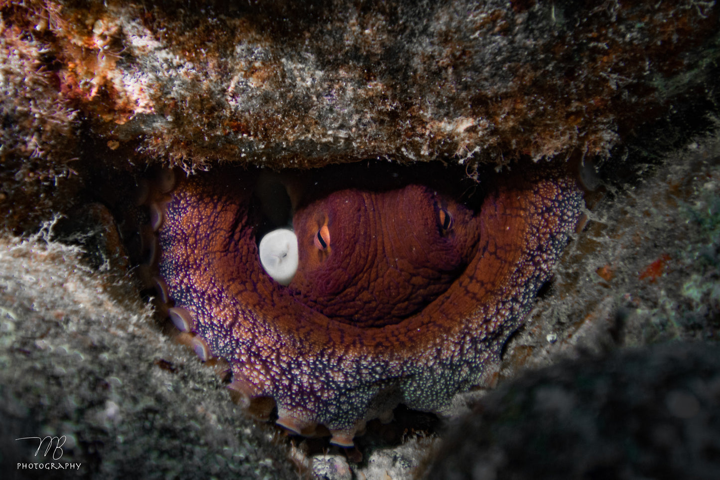 Chillin Cephalopod
