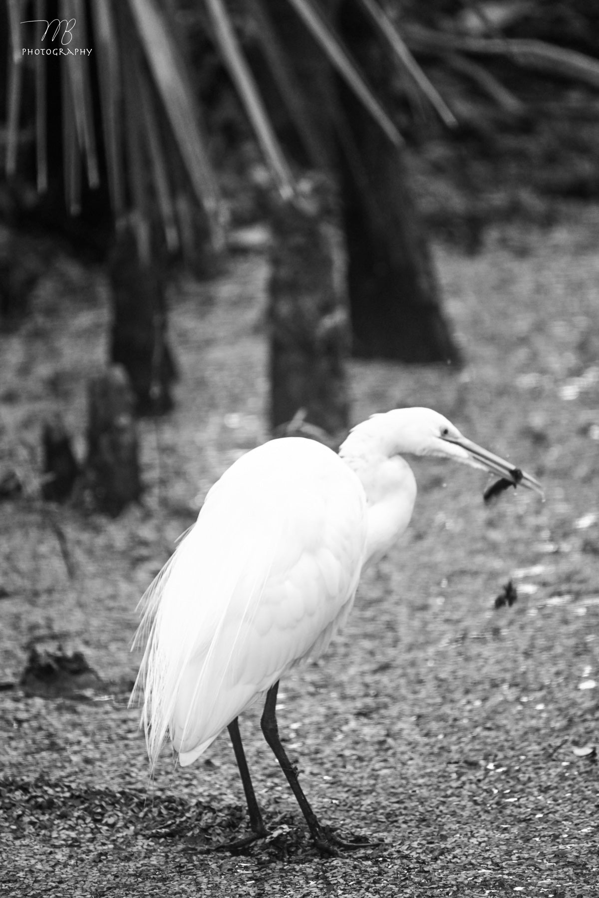 Swamp Snack B&W