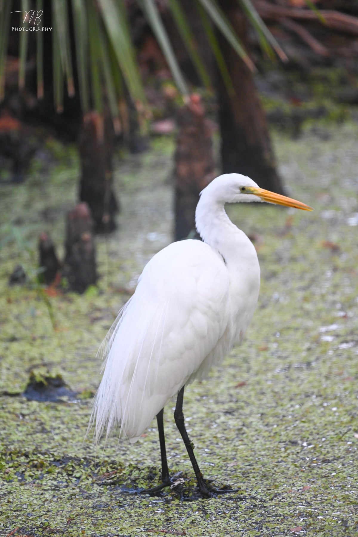 White in the Wetlands