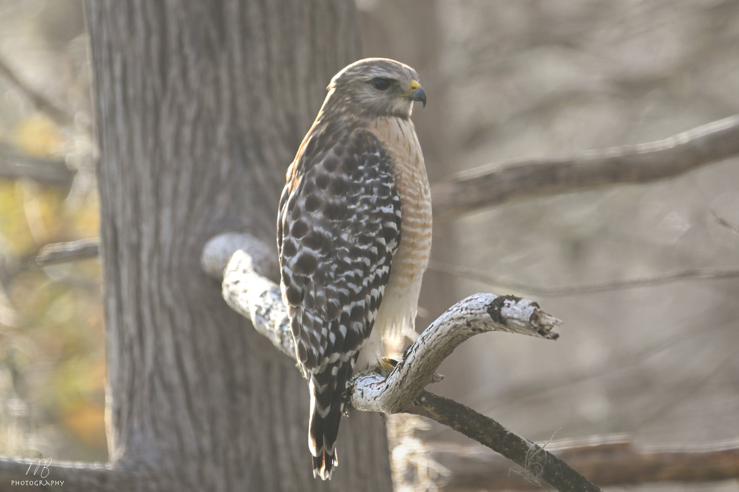 The Woodland Watcher