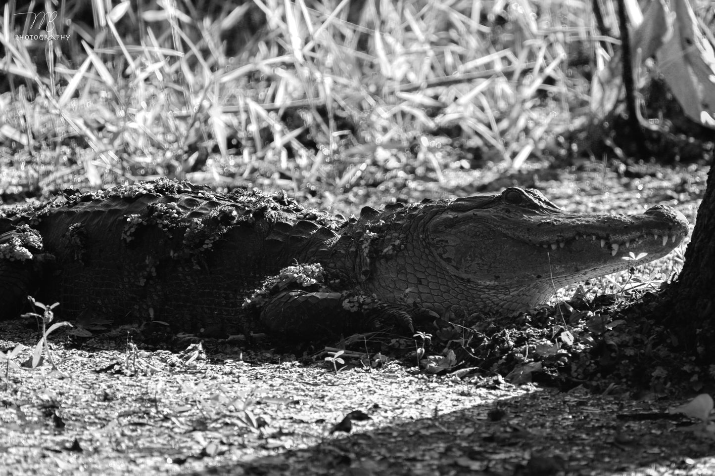 Swamp Lander B&W