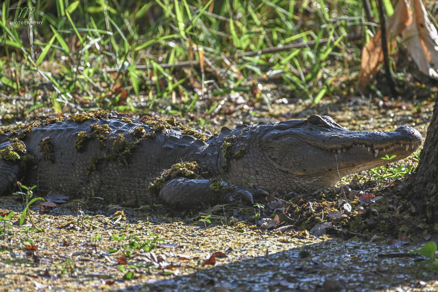 Swamp Lander