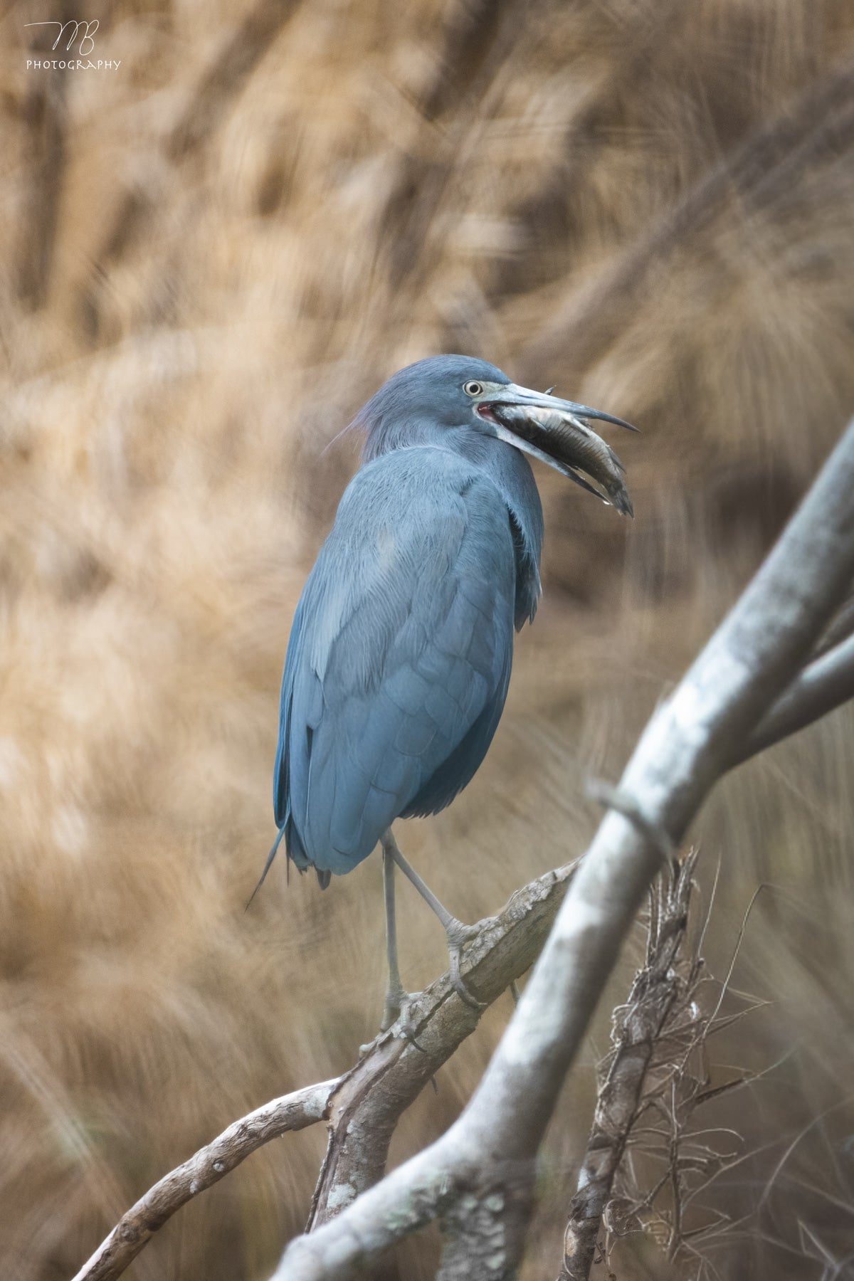 Heron’s Prize