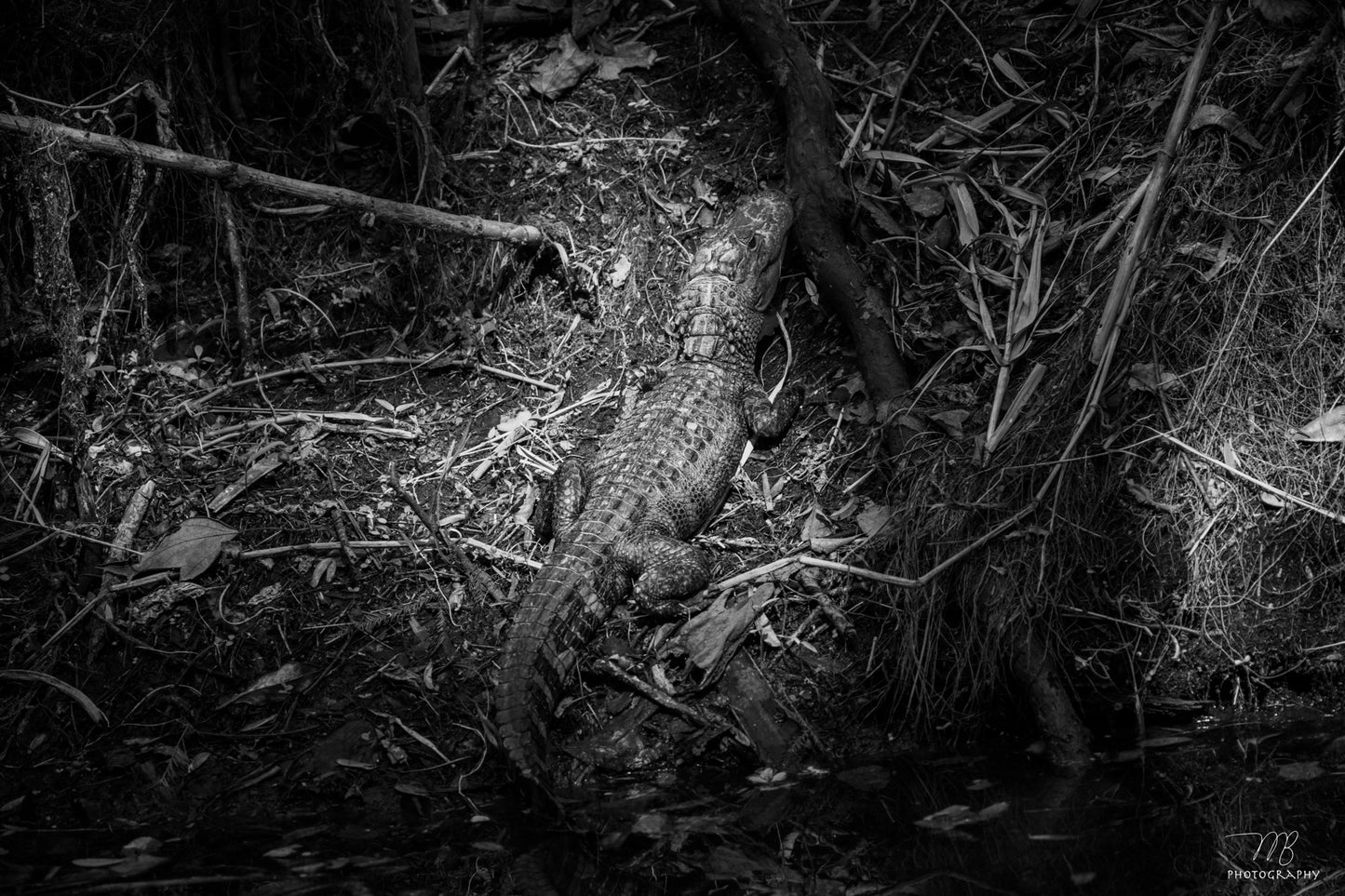 The Yearling B&W
