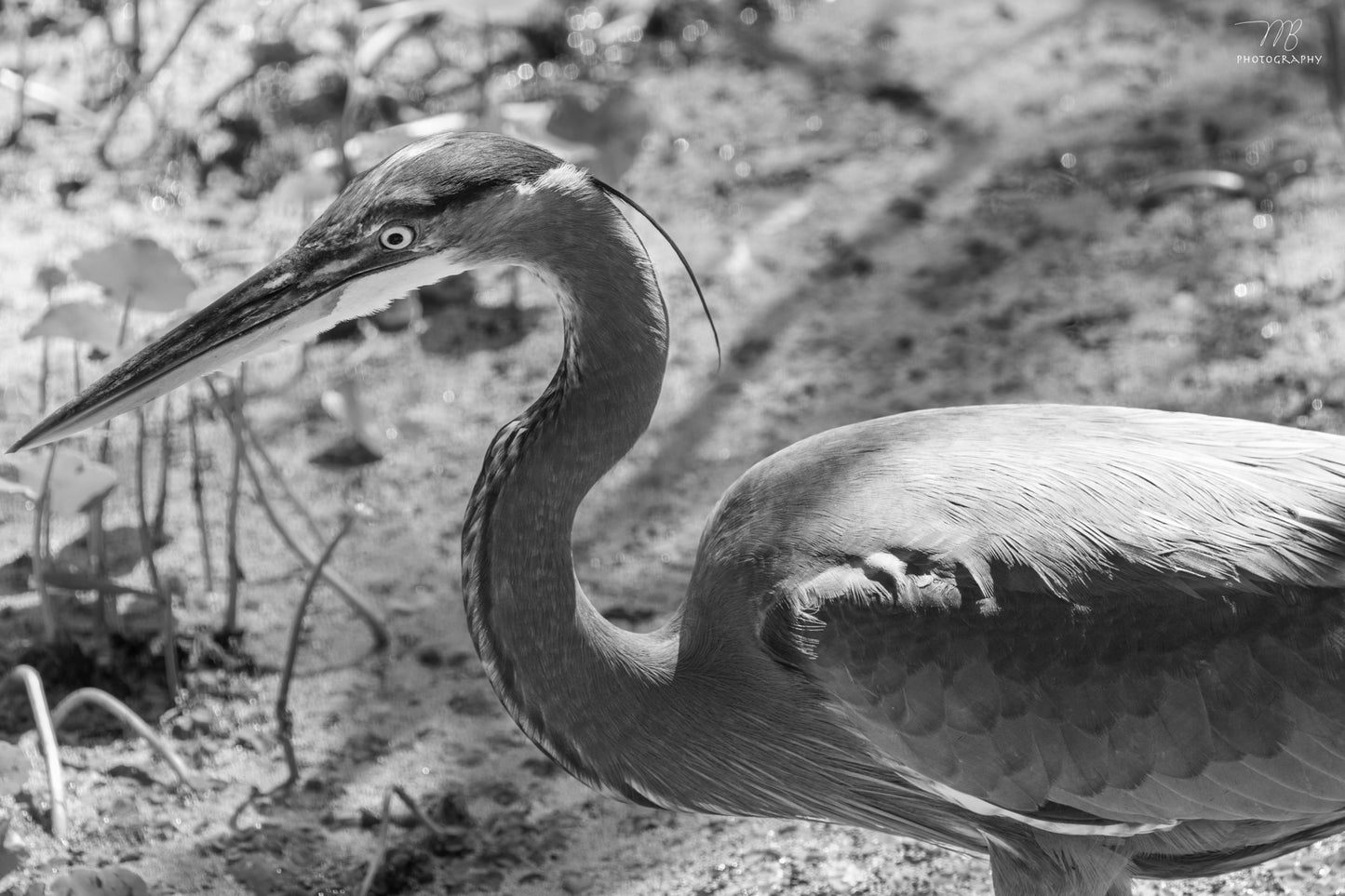The Great Blue Heron B&W