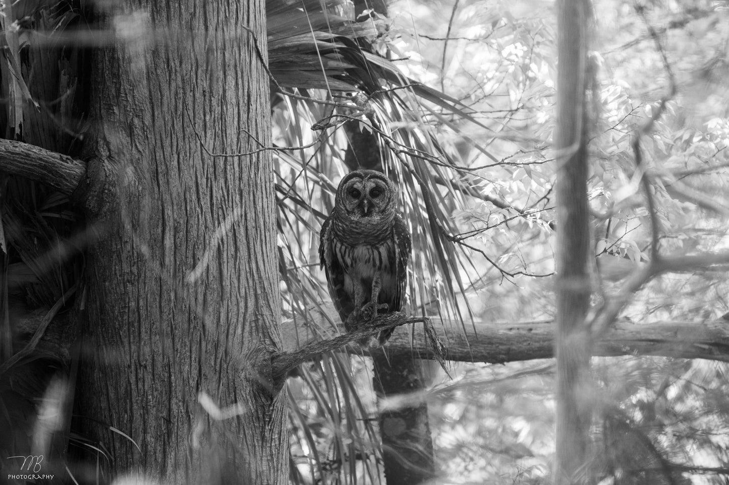 The Look of Wisdom B&W