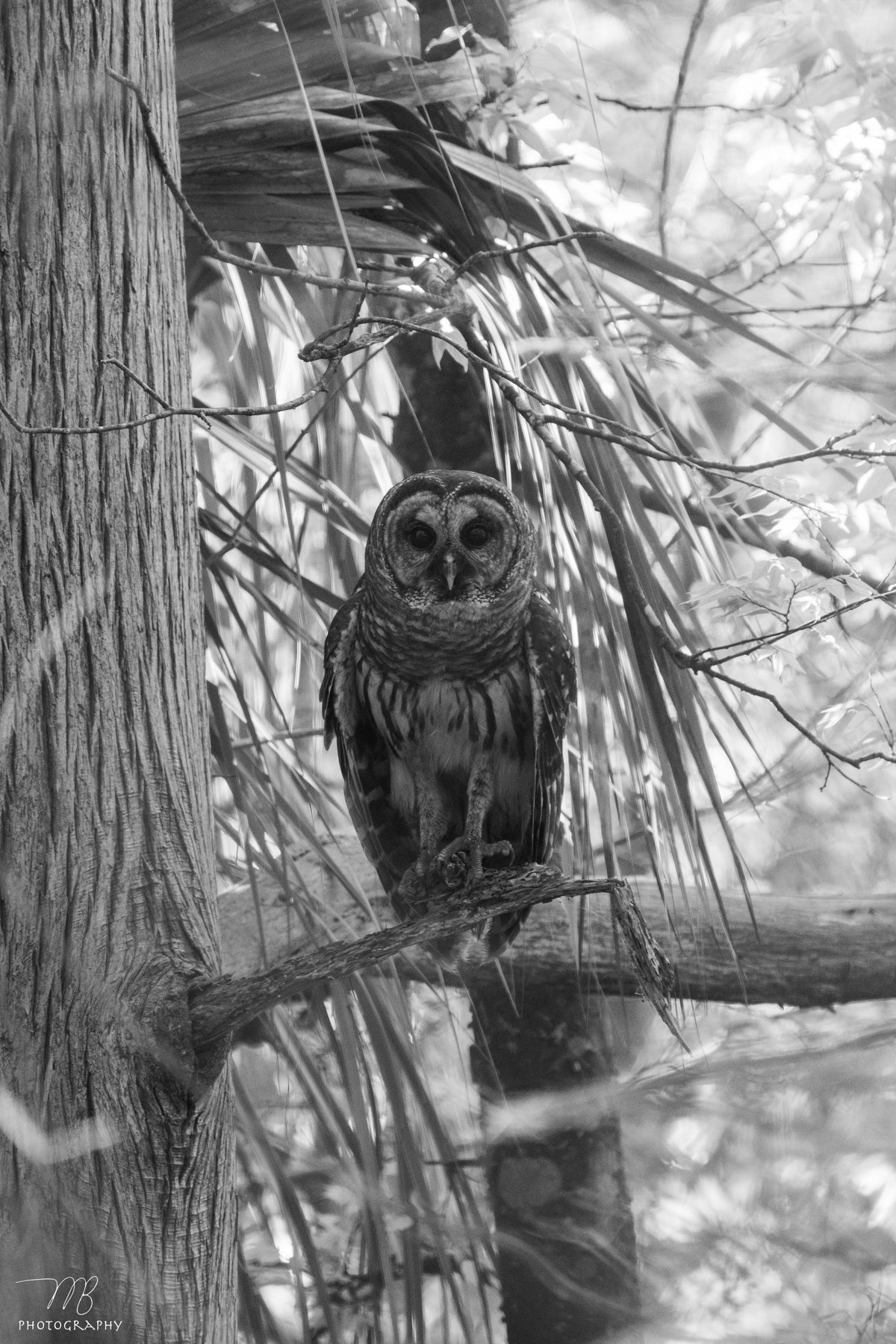 The Look of Wisdom (Portrait) B&W