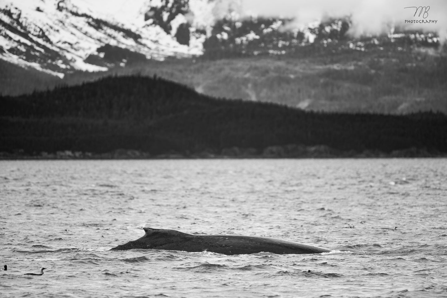 Humpback Horizon B&W