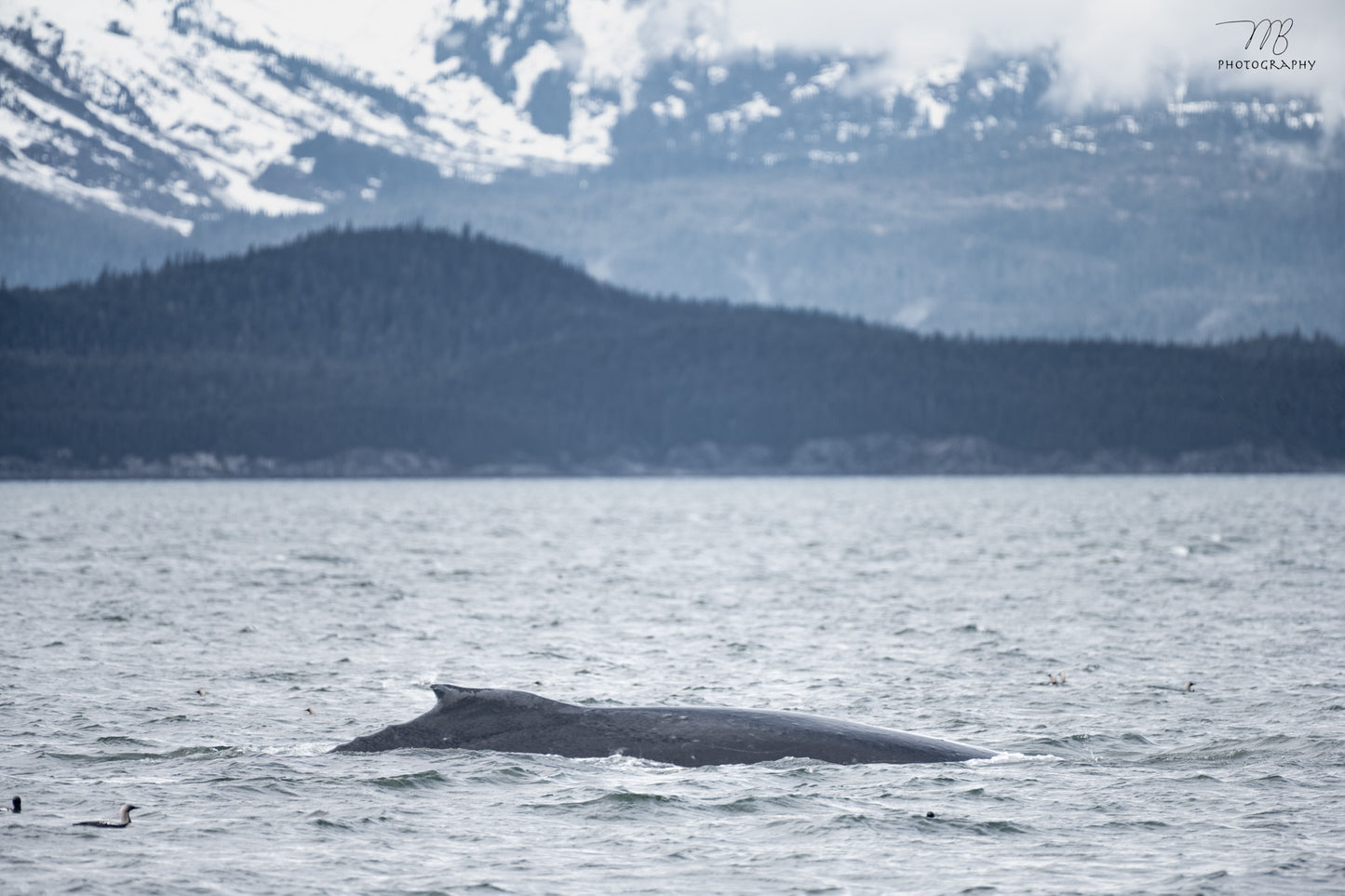 Humpback Horizon