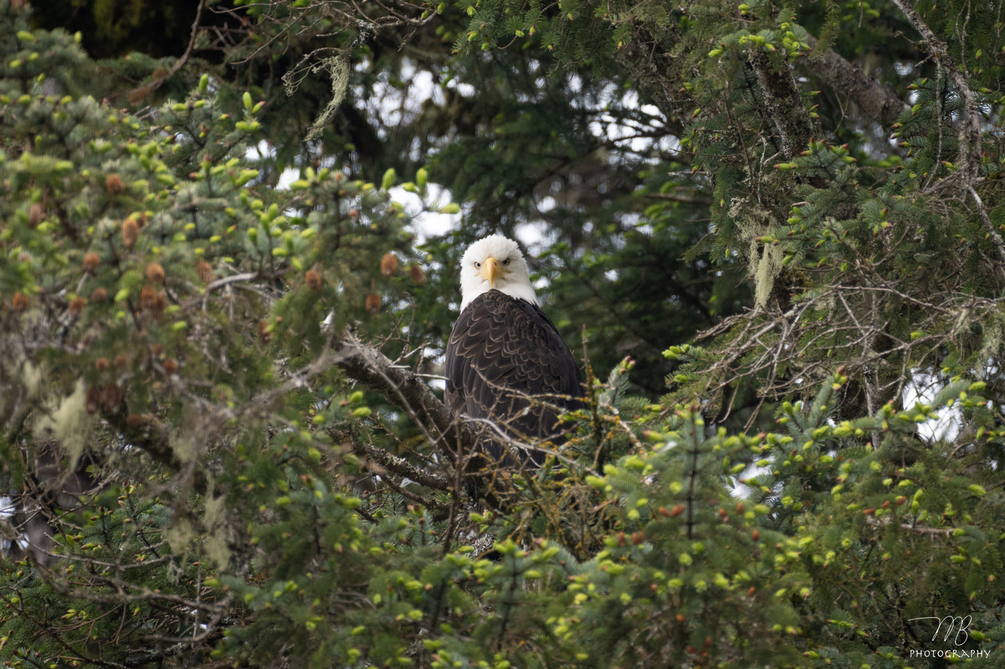 Eagle’s Throne