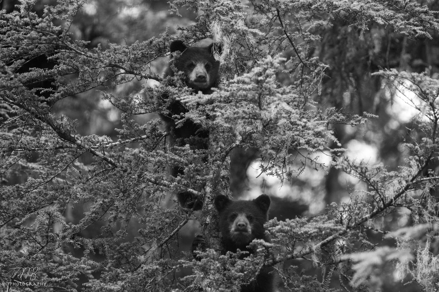 Brother Bears B&W