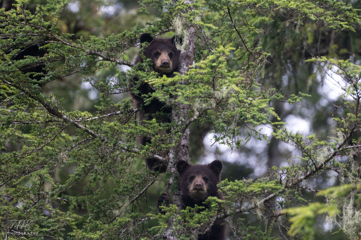 Brother Bears