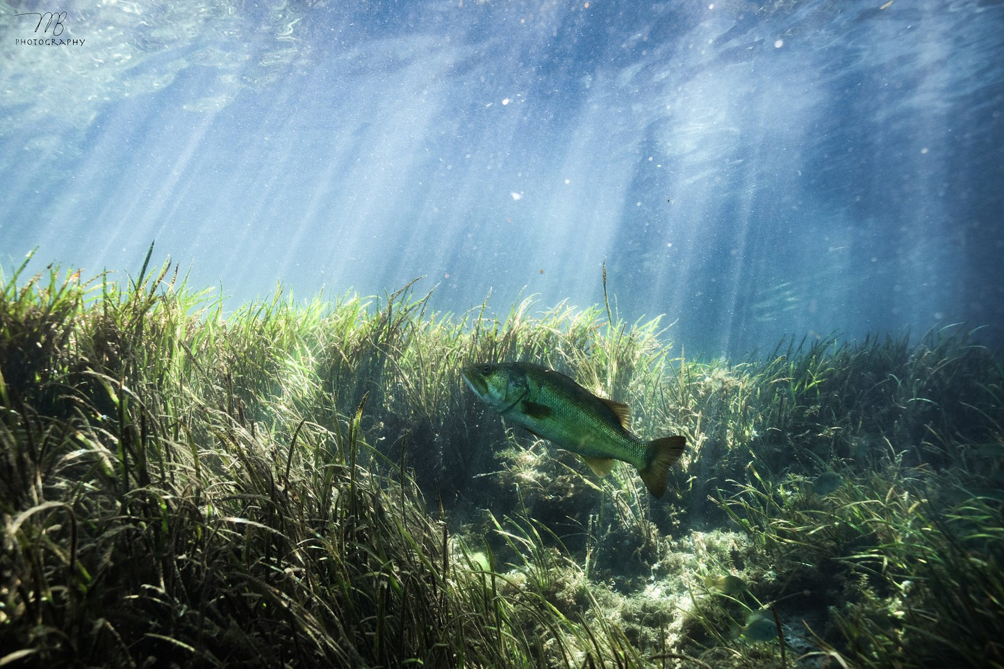 Largemouth Plains