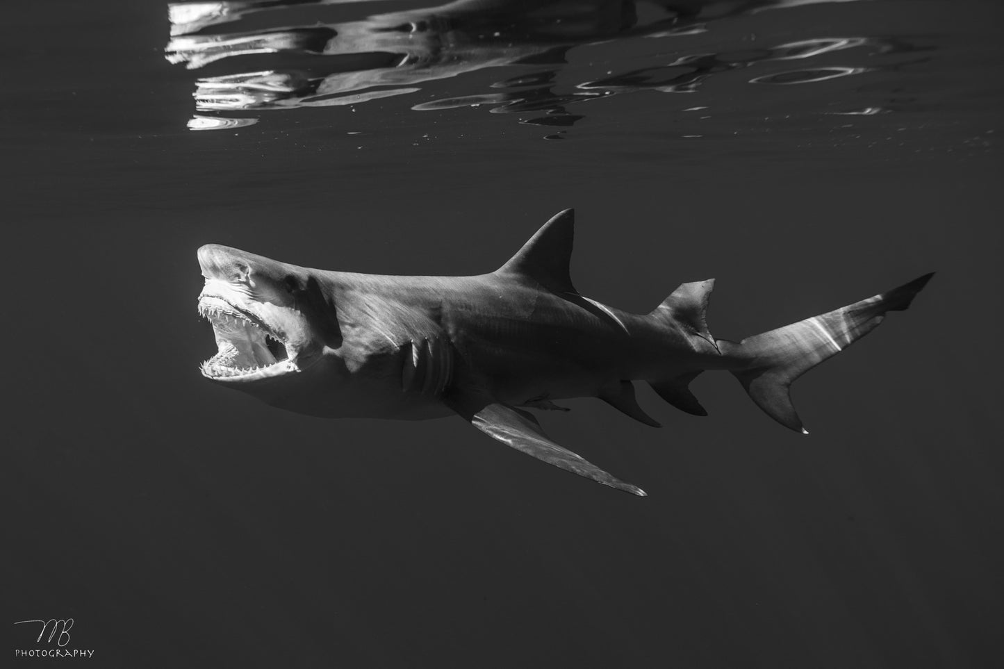 The Food Chain Enforcer