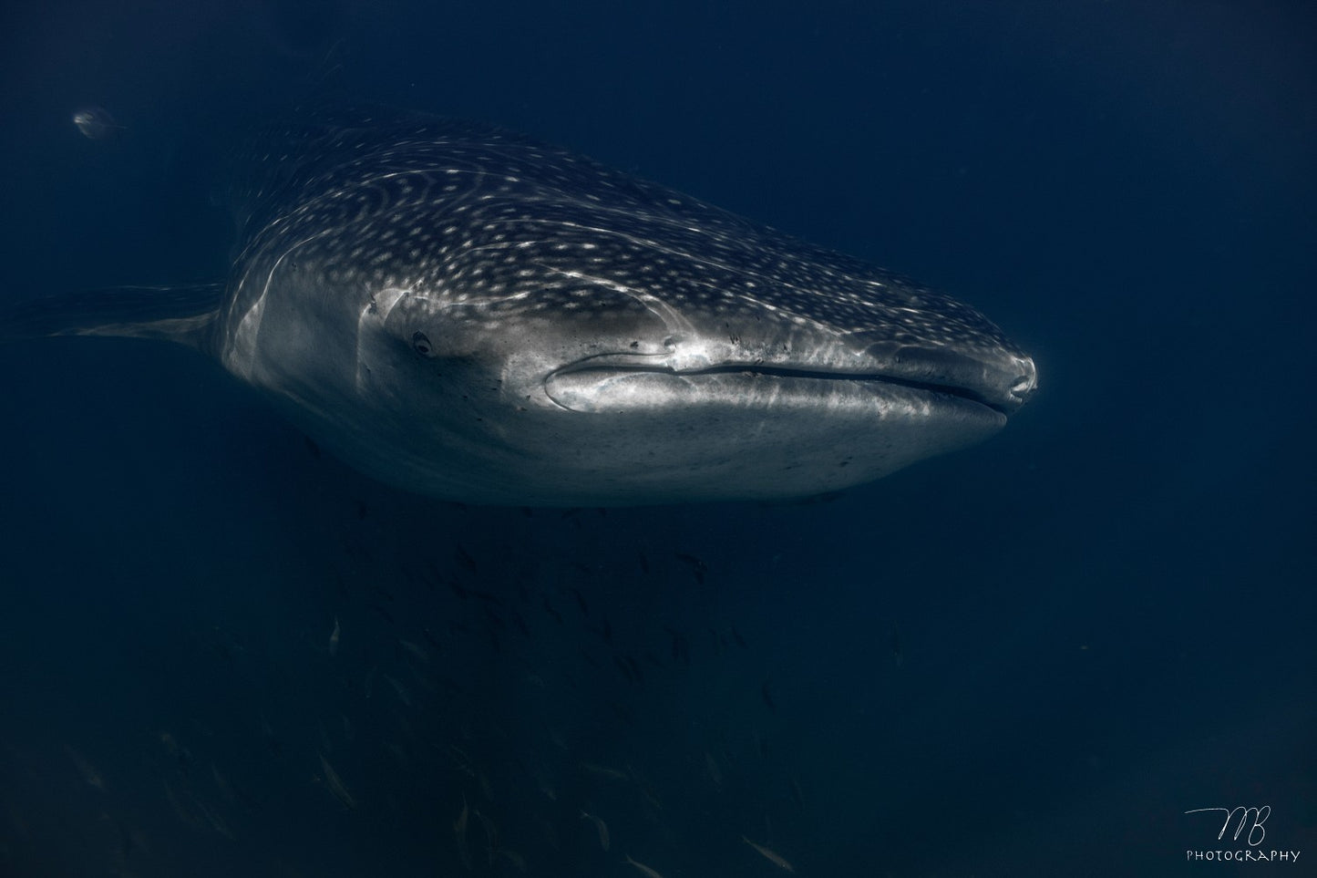 Whale Shark Wonder