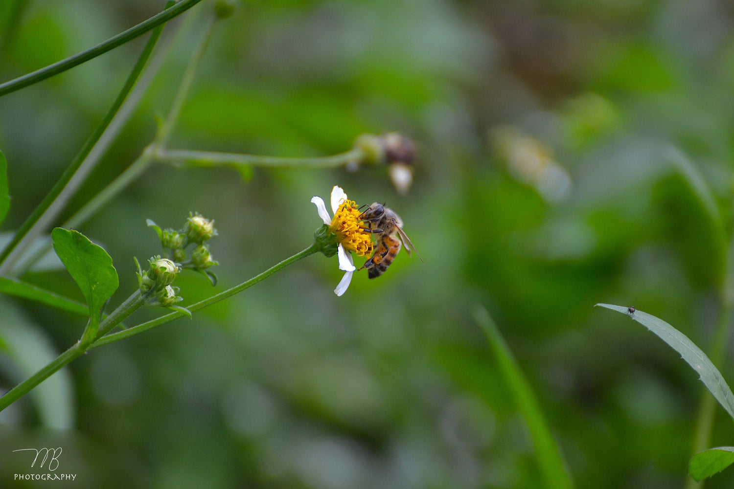 Insects