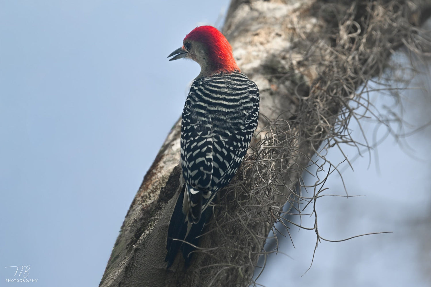 Other Birds