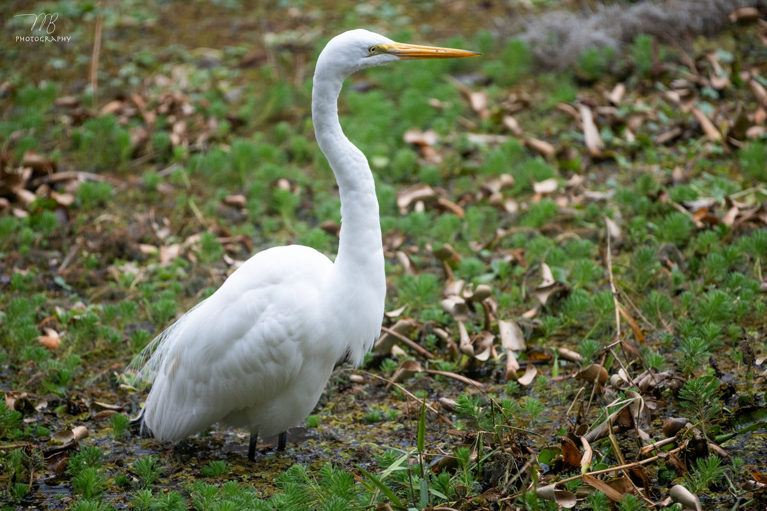 Wading Birds