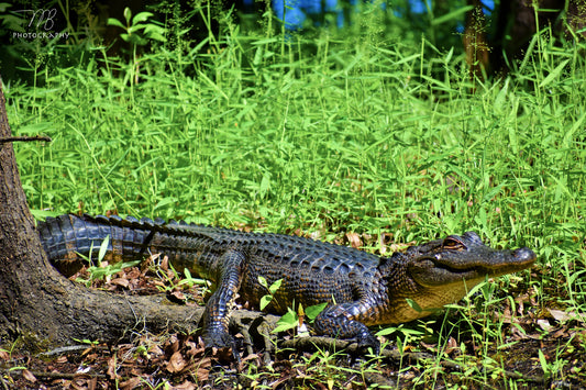 Gator Meadow