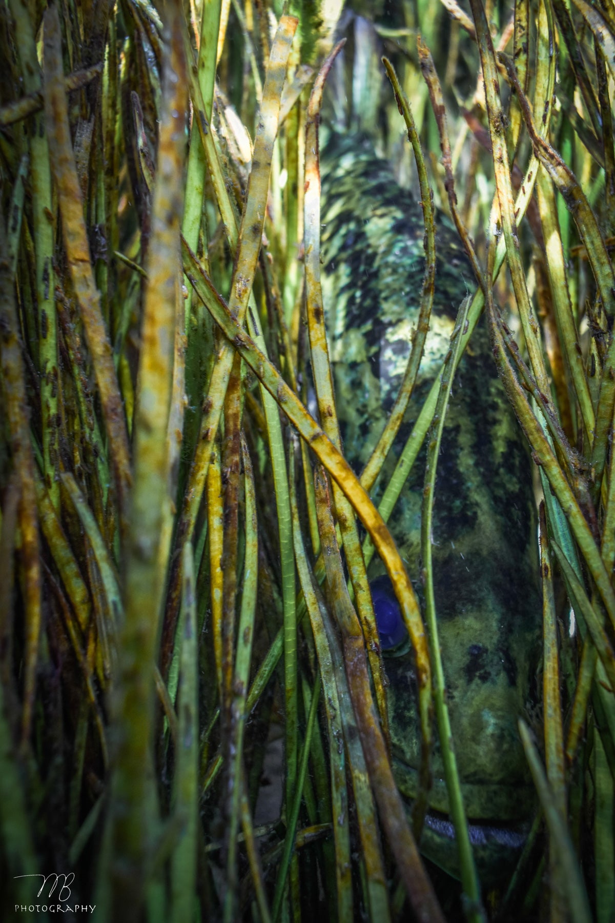 Ambush