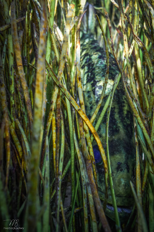 Ambush