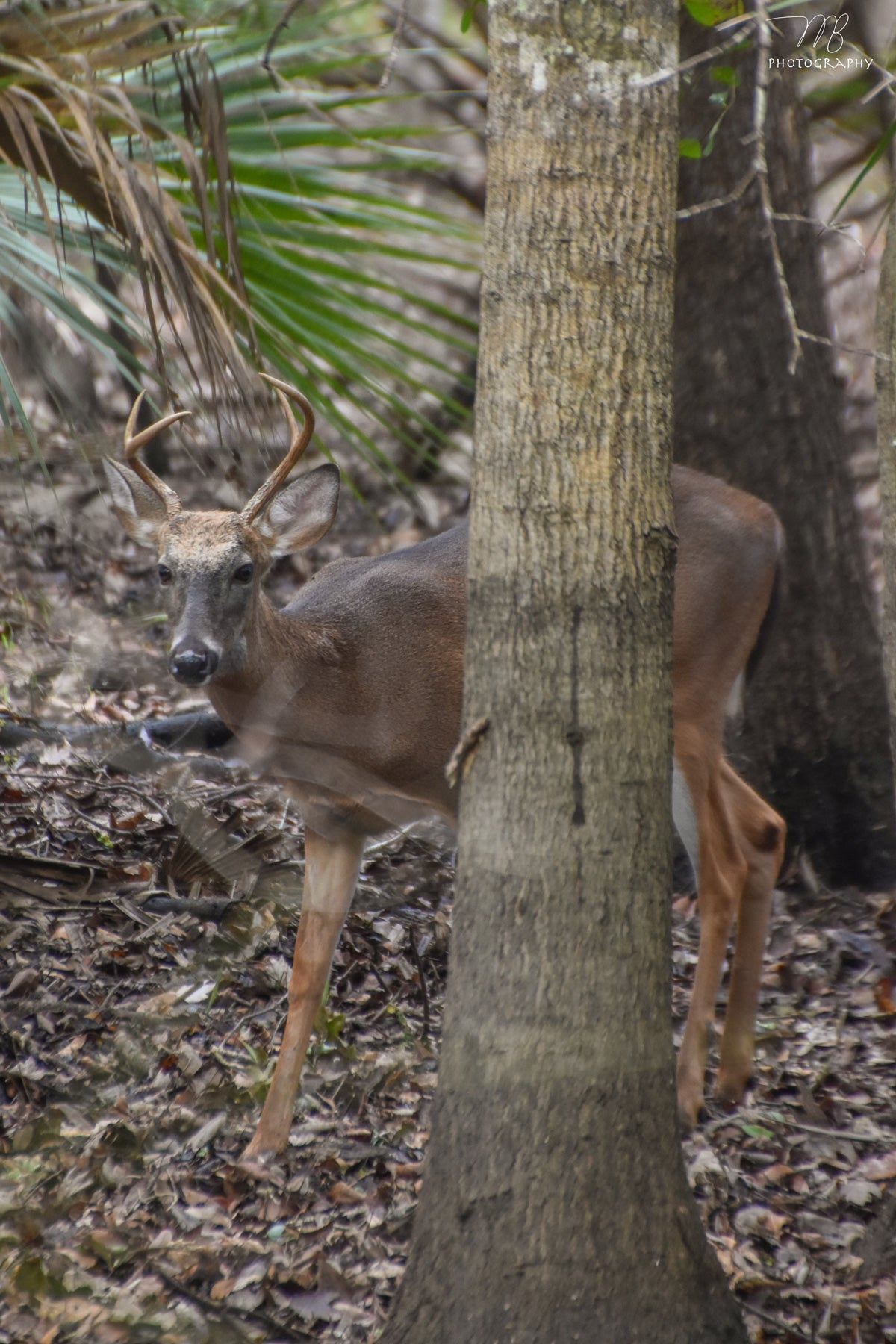 Florida Whitetail