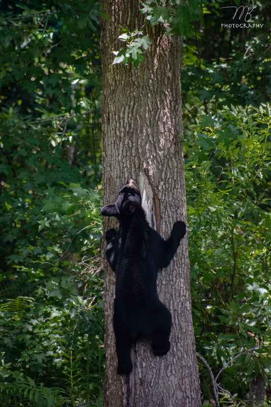 Cub on the Climb