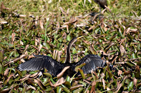 Wings of the Wetlands