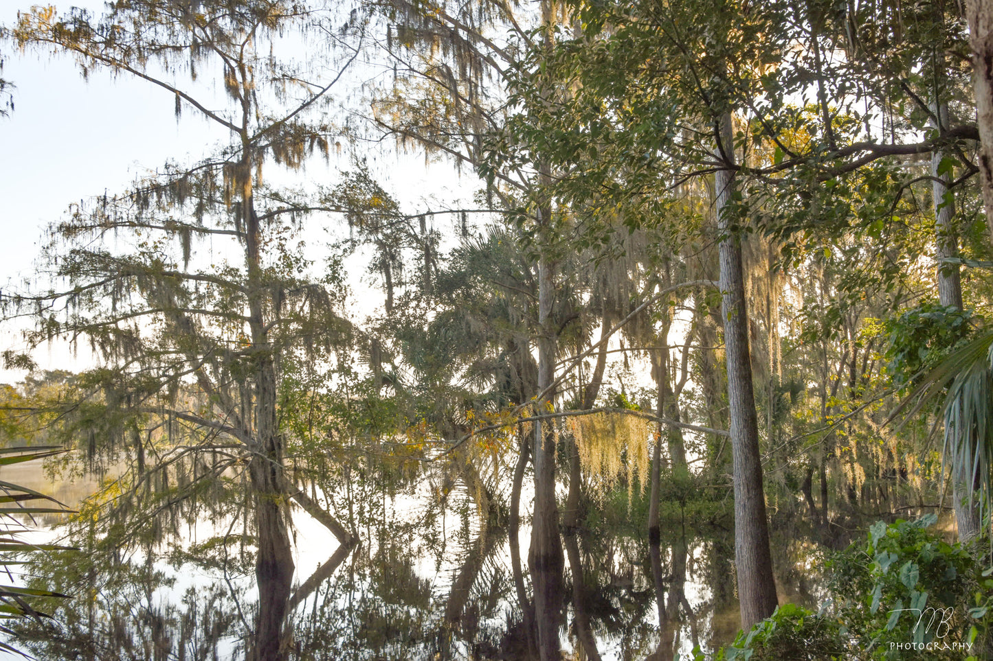 Cypress Reflections