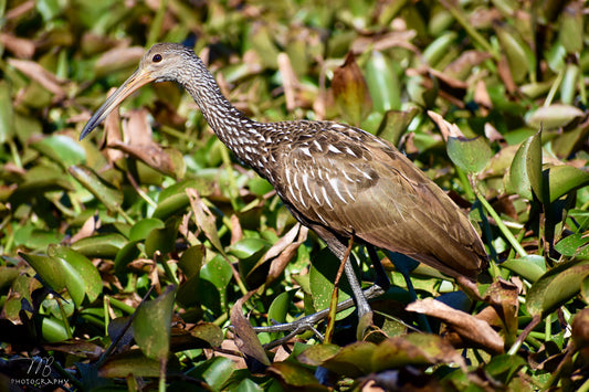 Little Limpkin