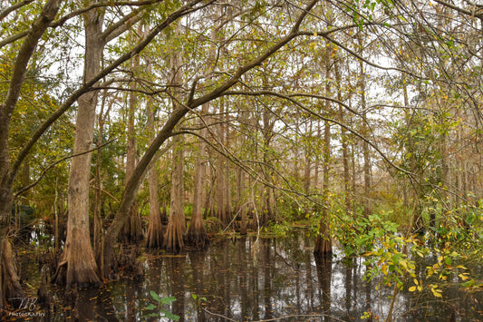 Heart of the Swamp