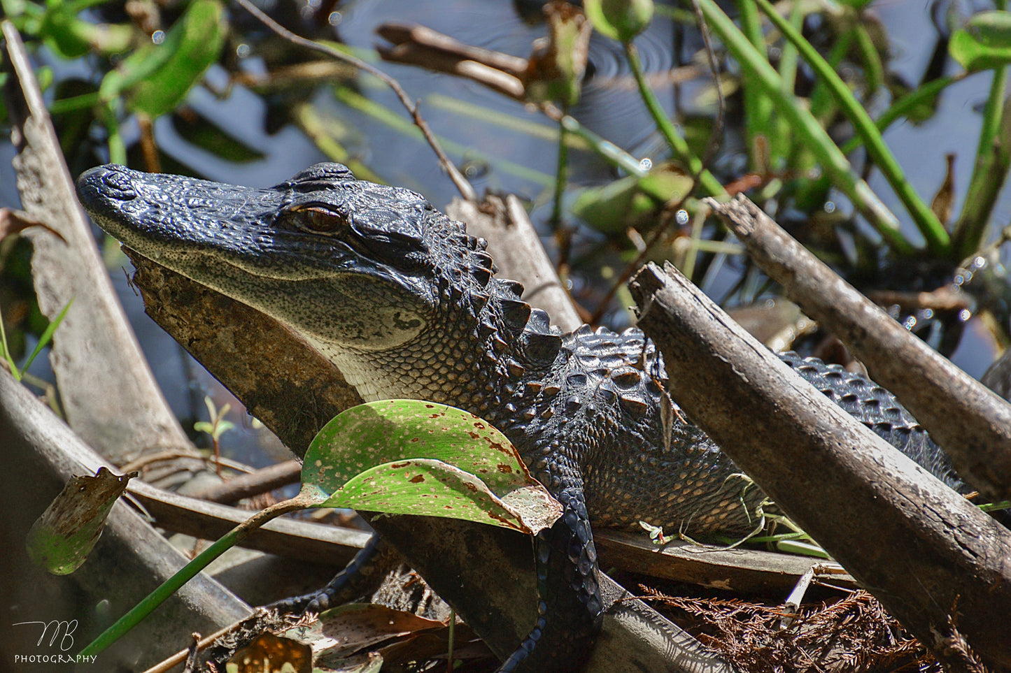 Swamp Youth