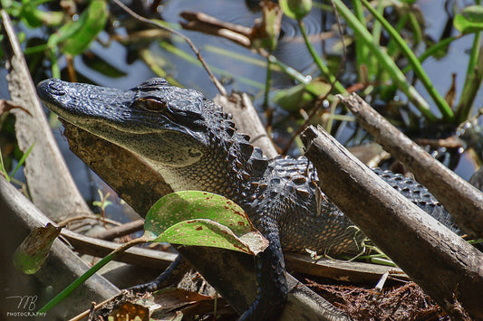 Swamp Youth