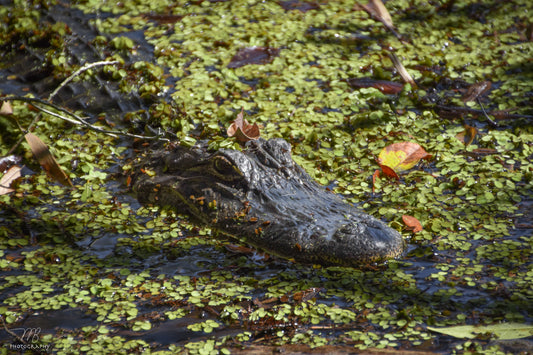 Duckweed Dynasty