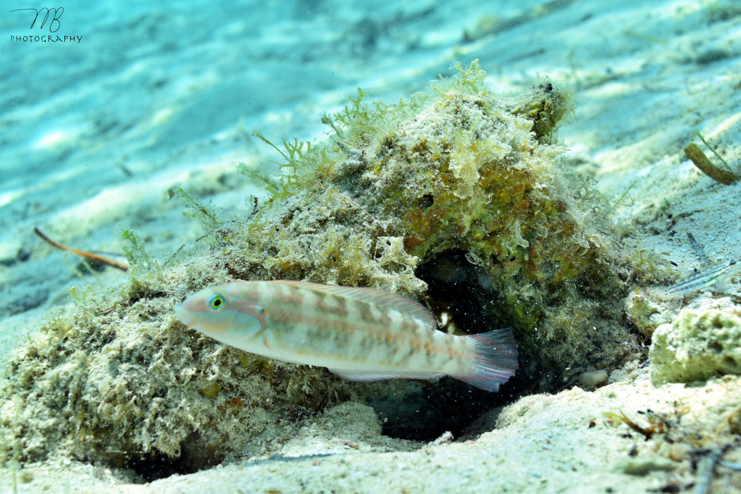 Rainbow Wrasse