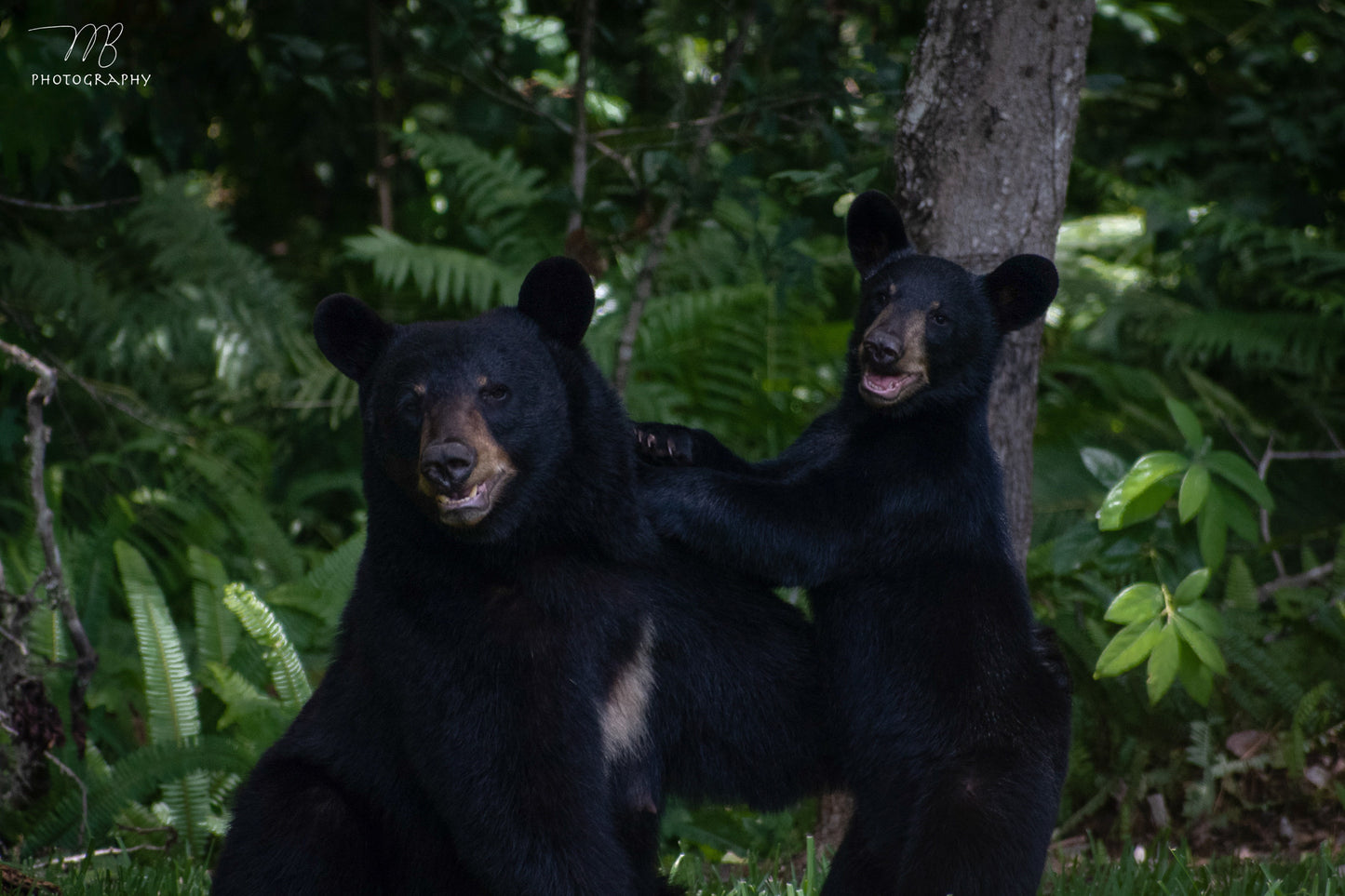 Bear Family Photo