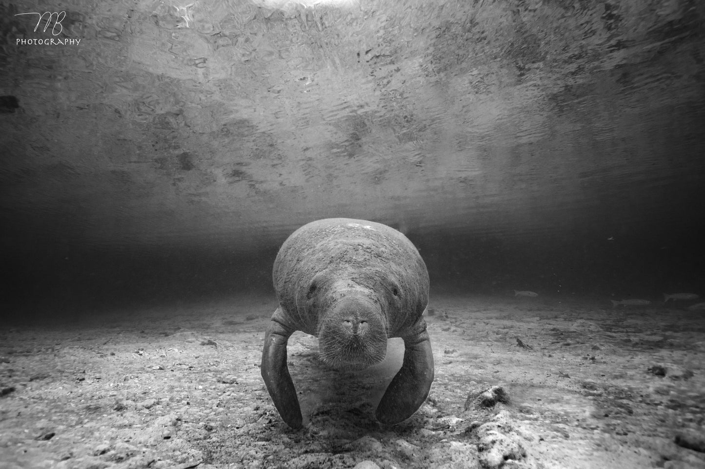 Underwater Greeting B&W