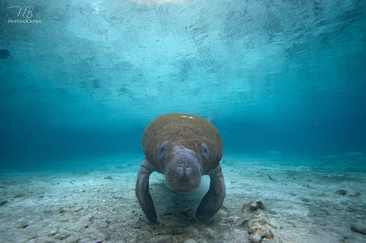 Underwater Greeting