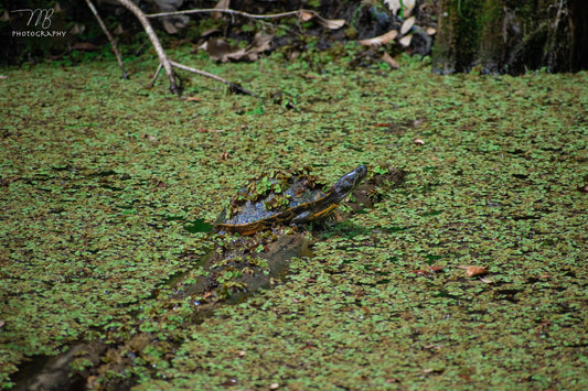 Duckweed Basking