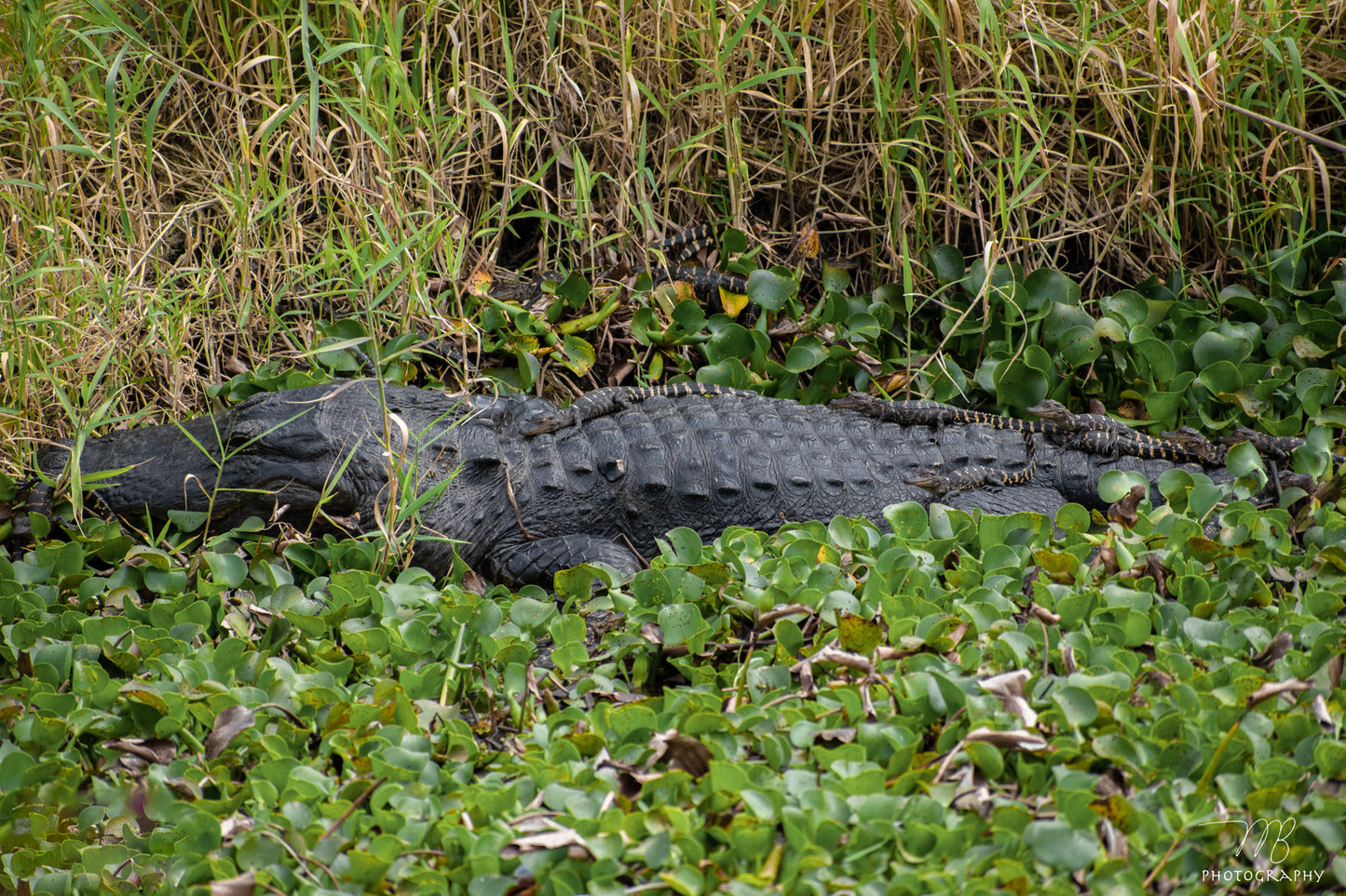 Where Hatchlings Hide