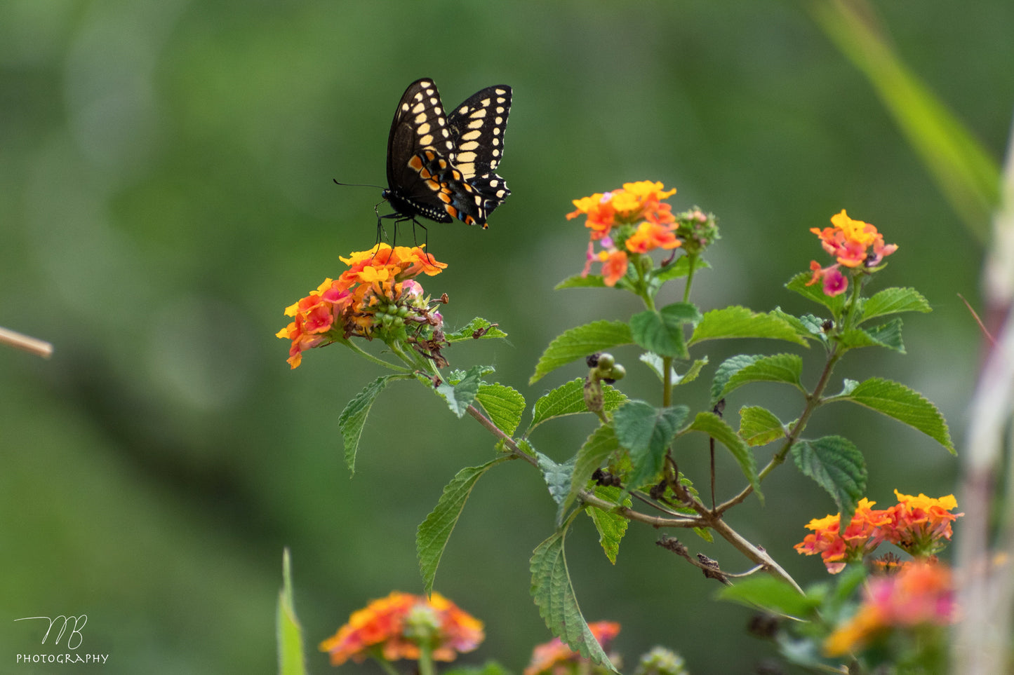 Pollinator’s Perch