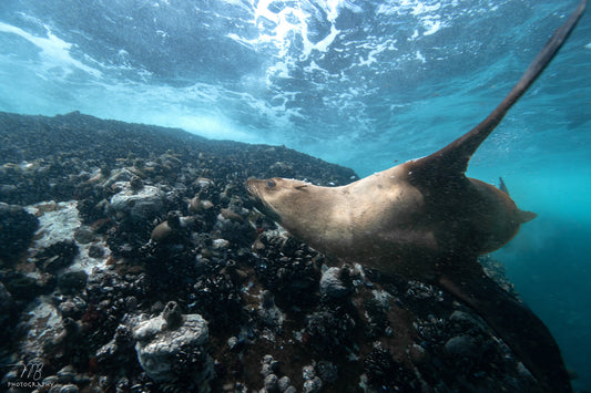 The Cape Fur Seal