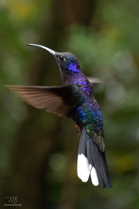 Iridescent Hover