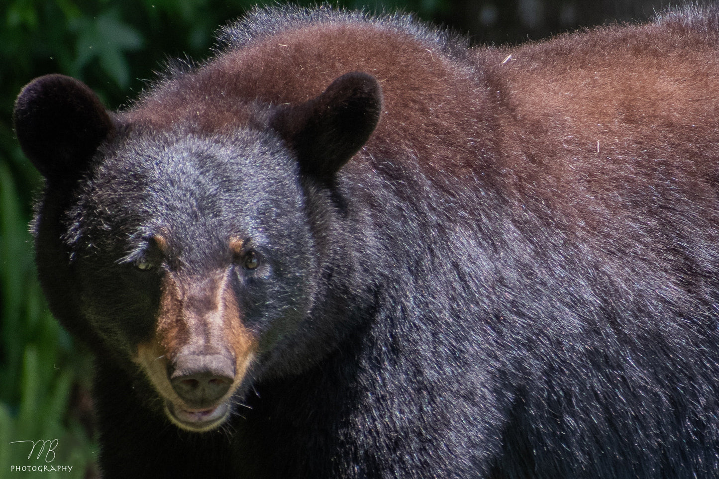 Black Bear Gaze