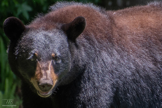 Black Bear Gaze